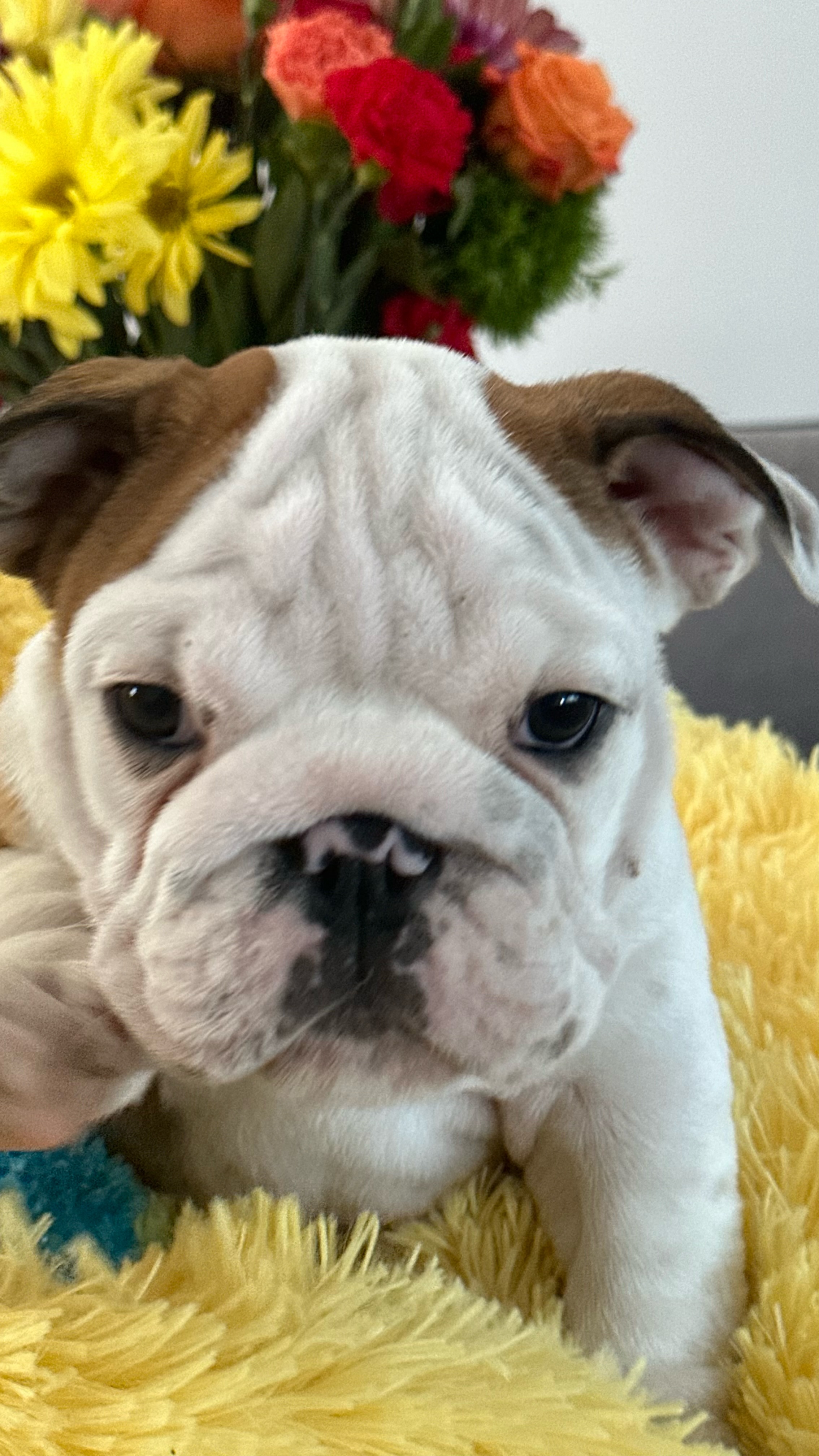 English Bulldog Puppy 1