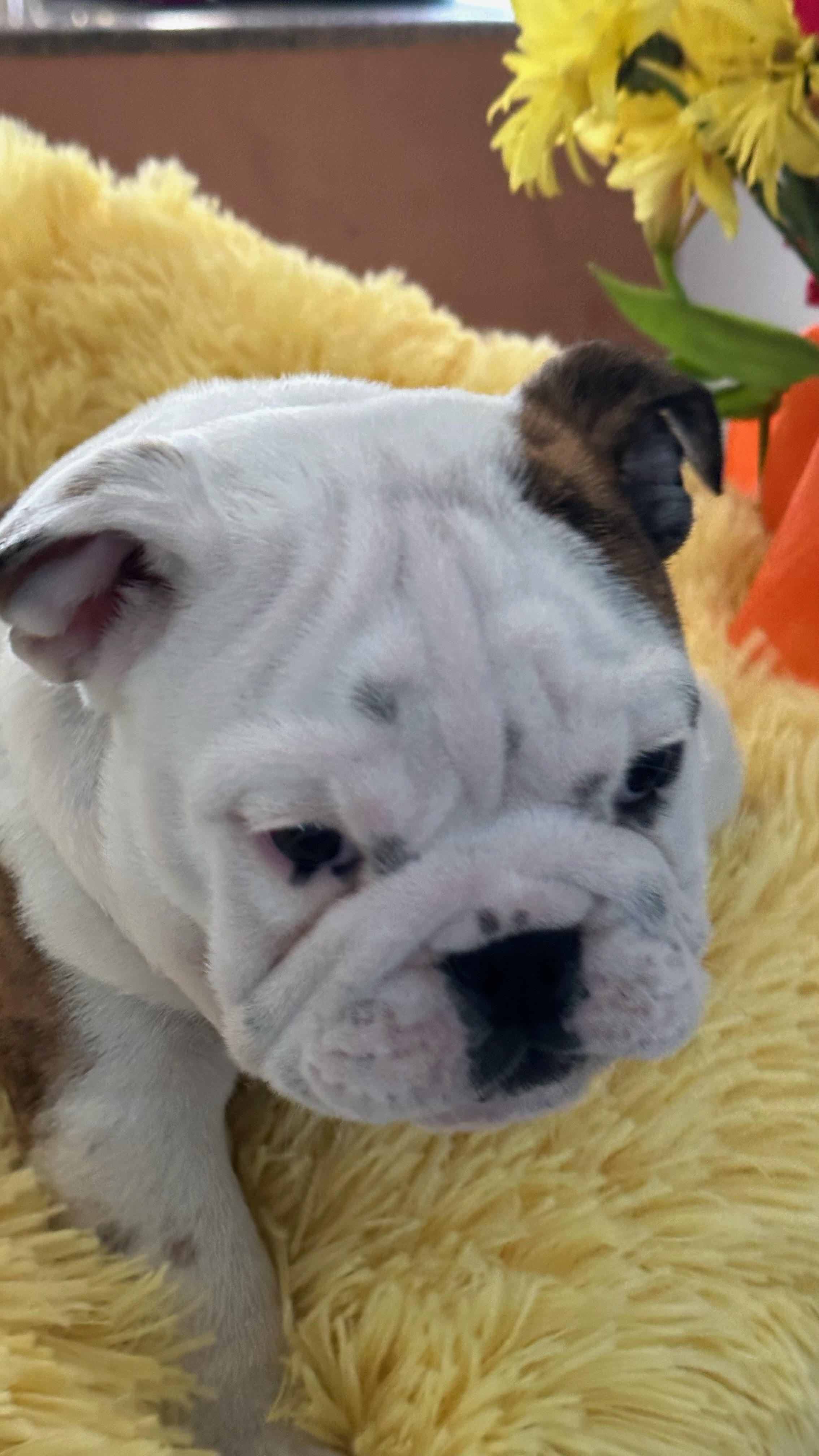 English Bulldog Puppy 3