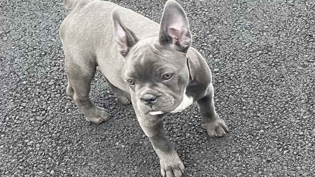 Blue French 1