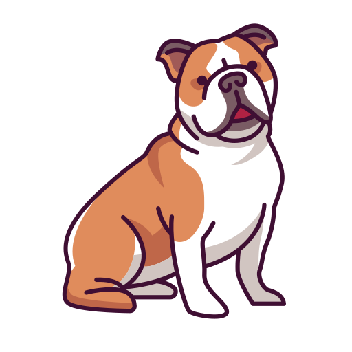 English Bulldog
