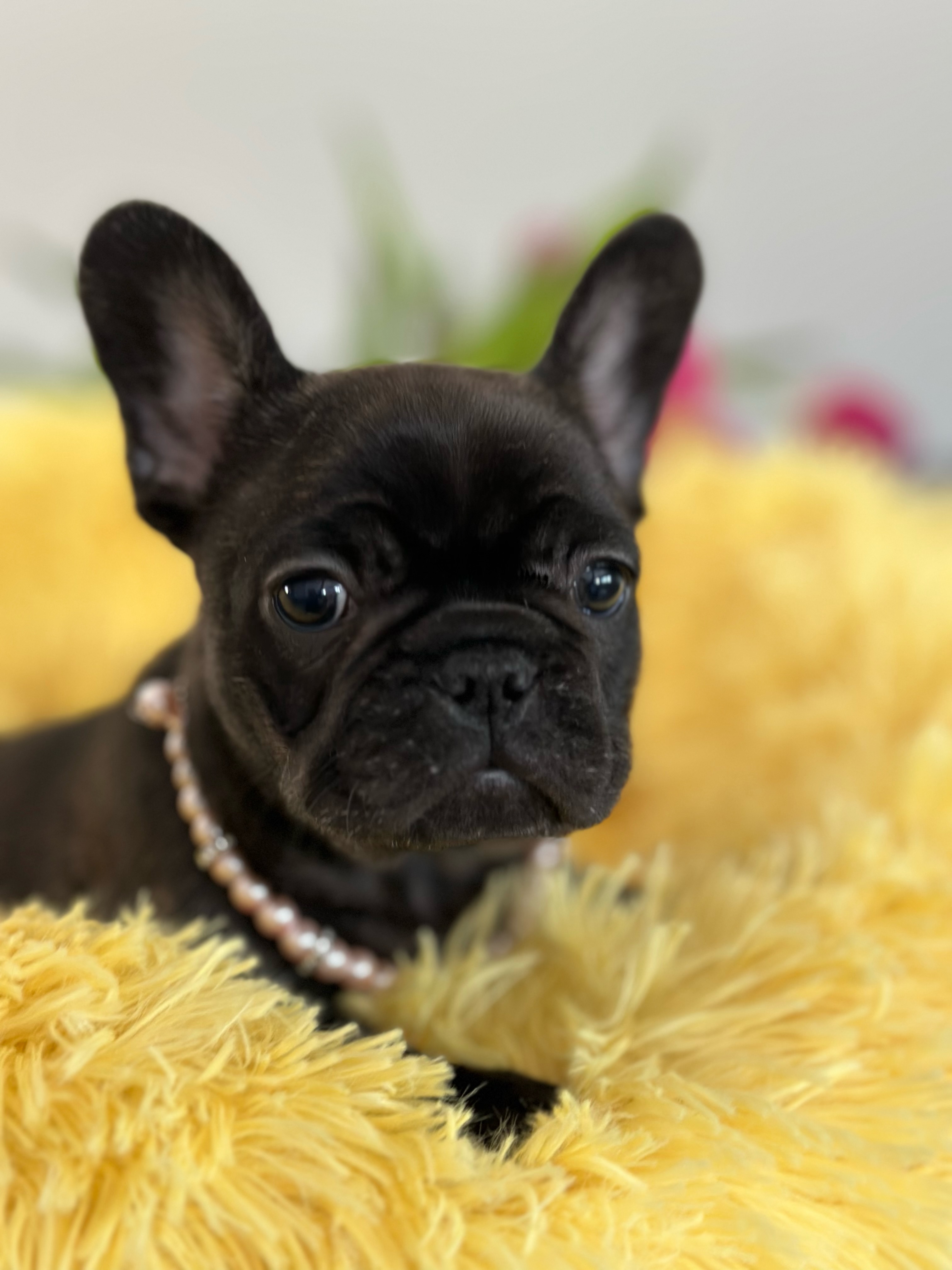French Bulldog Puppy 1