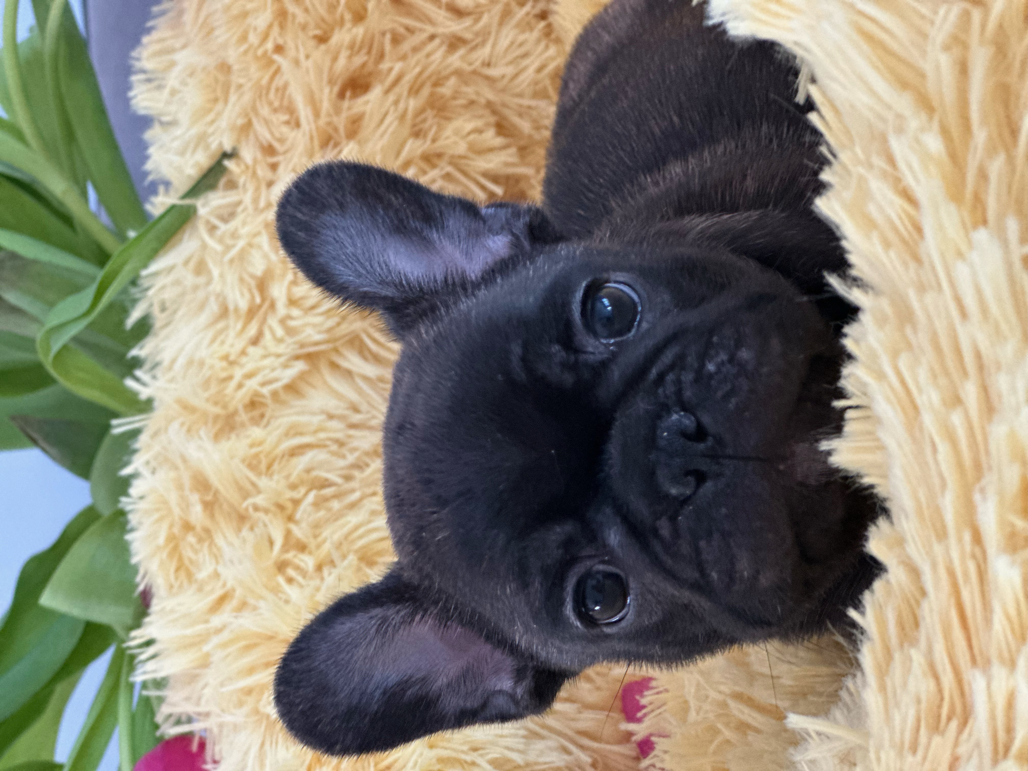 French Bulldog Puppy 2