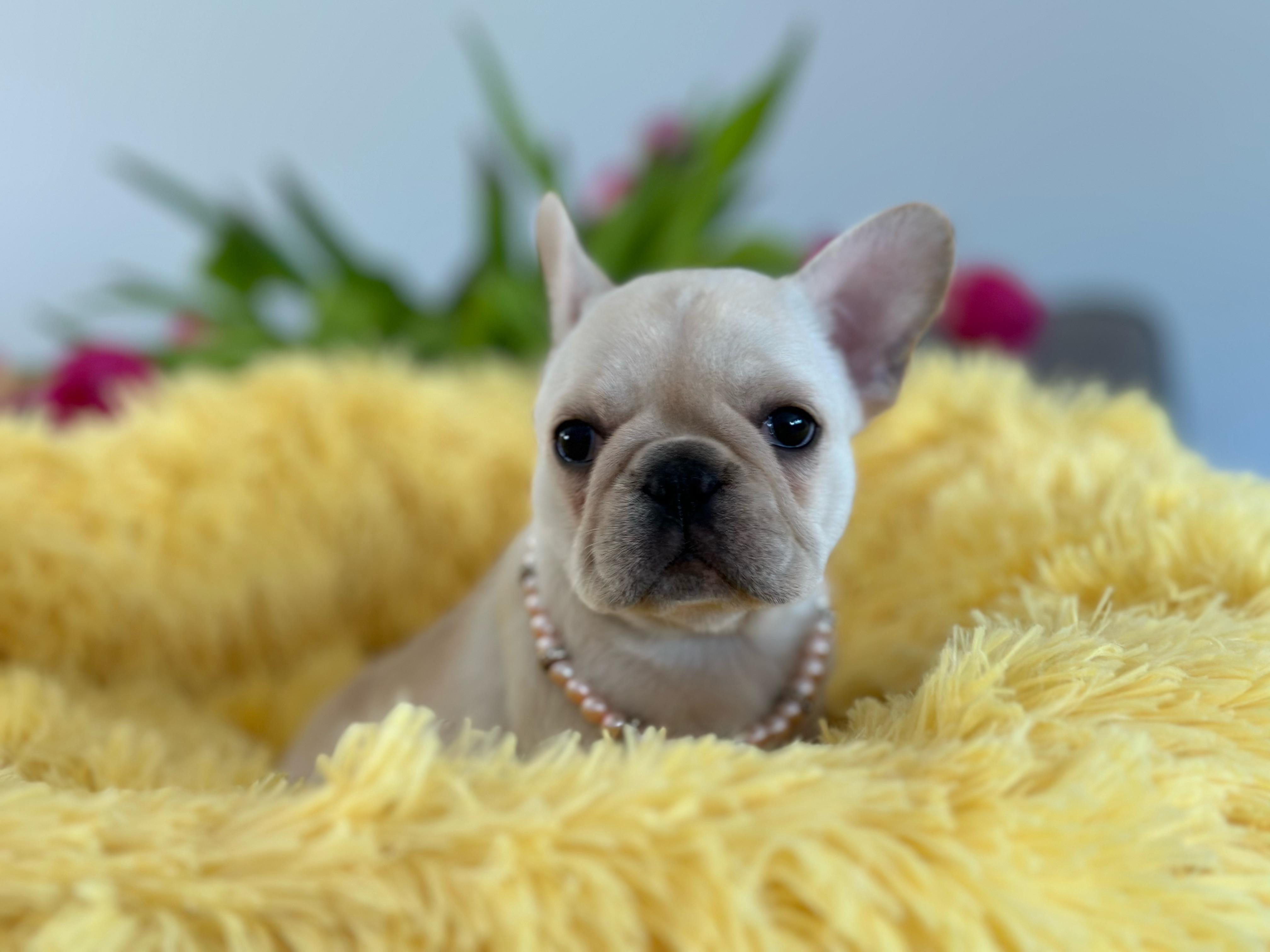 French Bulldog Puppy 3